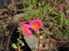 img_0241 img_0241